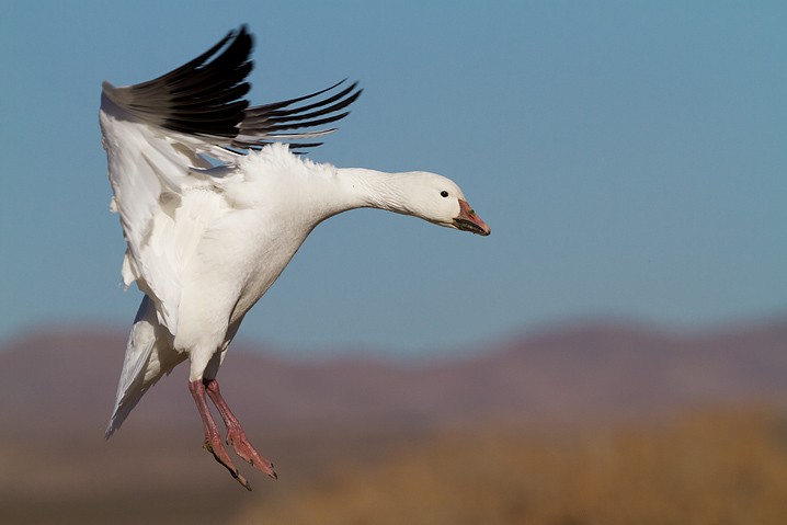 Schneegans Anser caerulescens Snow Goose